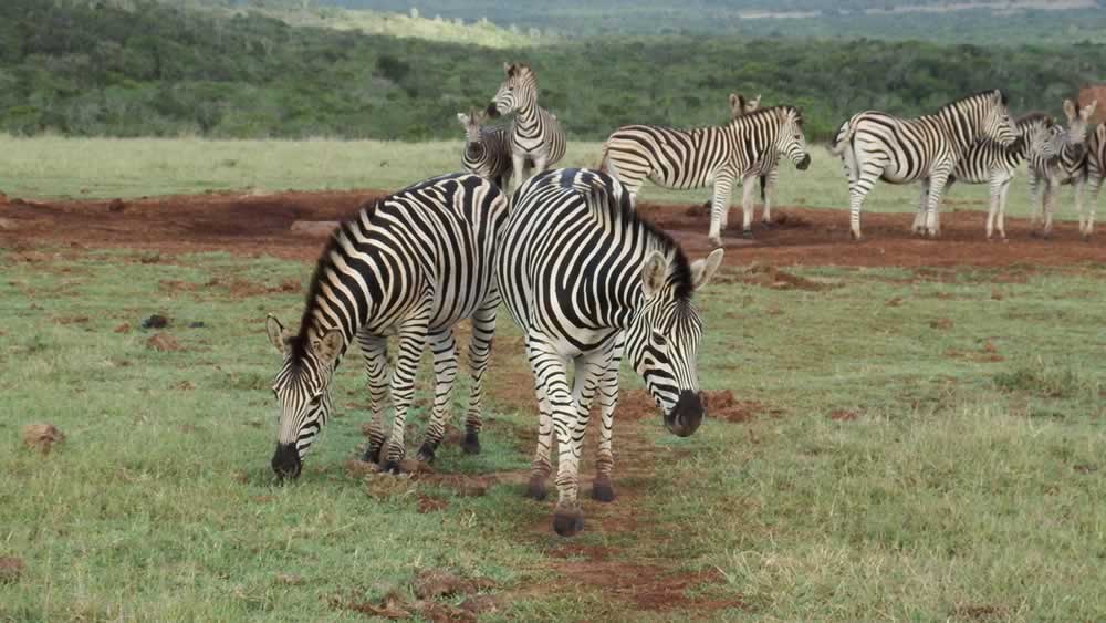 Local Tours & Safaris 1