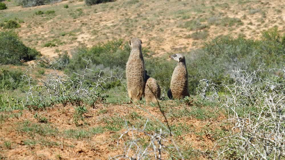 Local Tours & Safaris 2