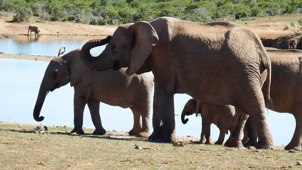 Local Tours & Safaris 3